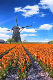 See a huge tulip field of about 4 million tulip flowers in bloom with me in april. Ultimate Guide To Visit Holland Tulip Fields