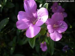 Image result for Barleria obtusa