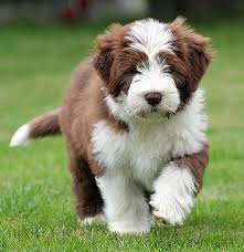 Find bearded collie dogs and puppies from pennsylvania breeders. Advertise Your Litter United Canine Association