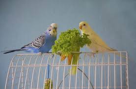 Parakeet Mating Guide How It Works Gestation Period And More Embora Pets
