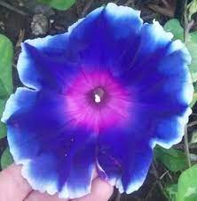 50 Mixed Colors Japanese Morning Glory Imopea Nil Vine Flower Seeds Seedville Http Www Amazon Com Dp B004z Flower Seeds Flowering Vines Morning Glory Flowers