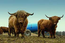 4 Beef Cattle Breeds That Will Bring You Big Bucks Off The Grid News