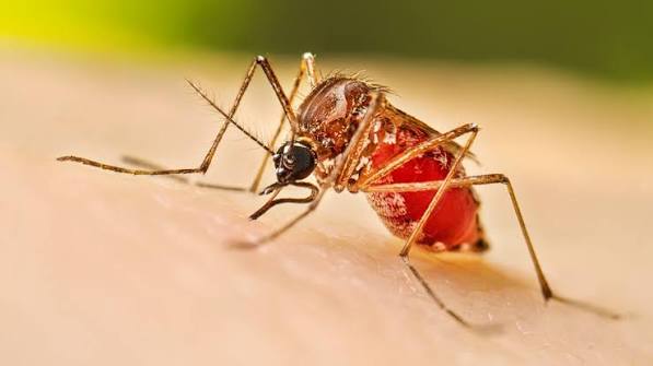 Caso Dengue: questa notte a Sanremo gli interventi straordinari di disinfestazione