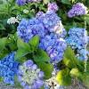 Occorrono terreni argillosi e calcarei. Https Encrypted Tbn0 Gstatic Com Images Q Tbn And9gcqjqfhnbm3ilspiahg6nsrpgaxs5j2gcrgnb49rf38 Usqp Cau