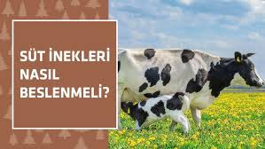 Bir Inek Gunde Kac Kg Yem Yemelidir Ozel Roportaj Youtube