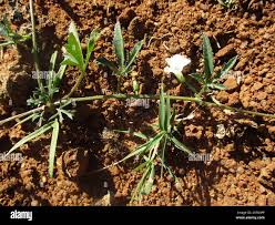 Image result for Ipomoea coptica