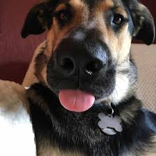 Lab German Shepherd Mix