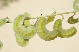 Image result for Senna italica