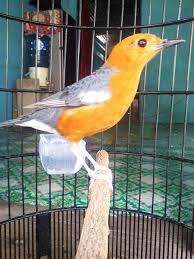 Anis kembang (ak) termasuk burung monomorfik, yaitu antara burung jantan dan burung betina memiliki penampilan fisik yang tampak serupa. 87 Gambar Burung Anis Merah Jantan Terlihat Keren Gambar Pixabay