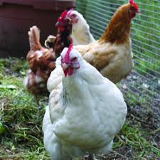 Check out the chook palace in the patch from scratch garden and see alex and costa as they release the chooks! Keeping Chickens Workshop Sustainable Gardening Australia
