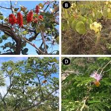 Image result for Rhynchosia goetzei