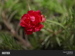 The impatiens for full sun. Summer Blooming Flower Image Photo Free Trial Bigstock