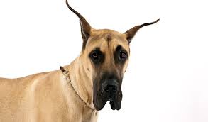 These leggy dogs are strong and tough, but they also provide loving companionship to their human family. Great Dane Dog Breed Information