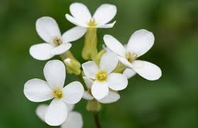 Order now & send flowers today Common Weed Stops The Growth Of Breast Cancer Cells Scientists In London Report