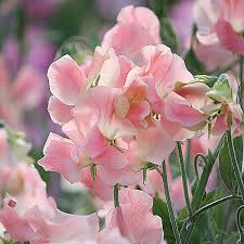 Wicke 39 Salmon Cream 39 Root Catalog Default Category Saatgut Duftpflanzen Wicken Kletterpflanzen Gestalten Mit Ro Kletterpflanzen Saatgut Pflanzen