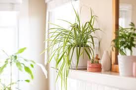 They warm up the aura of the entire house and create welcoming vibes. A Guide To Decorating Your Home With The Prettiest Indoor House Plants