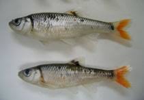 Image result for Sonchus luxurians