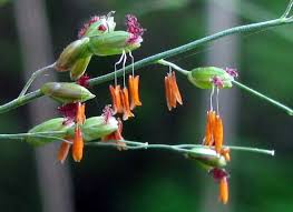 Image result for Panicum maximum