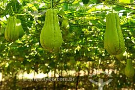 TYBA ONLINE :: Assunto: Detalhe de plantação de chuchu (Sechium edule) /  Local: Jales - São Paulo (SP) - Brasil / Data: 07/2016