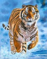 They Are So Beautiful Tiger Pictures Tiger Images Tiger Art
