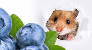 There are two ways, however, that you can prepare blueberries for your baby. Can Hamsters Eat Blueberries A Dwarf And Syrian Hamster Food Guide