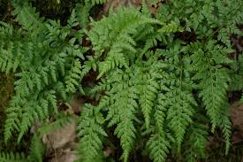 Image result for Asplenium adiantum-nigrum
