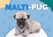 Malti-Pug (Maltese & Pug Mix): Info, Pictures, Facts | Hepper