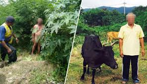 Seorang hakim wanita yang dipecat kerana salah laku sikap dengan berjemuran tanpa seutas benang di dalam pejabat diberi semula jawatan itu. Woi Gila Kau Rogol Lembu Ni Warga Emas Ini Dijumpai Tanpa Seurat Benang Dalam Hutan Ada Cecair Kat Kaki Kartel Dakwah