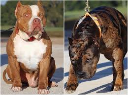 Xl american bully puppies for sale in texas. World Renowned As The 1 Xl American Bully Kennel Mvp Kennels Mvp Kennels American Bully American Bully Kennels Xl American Bully