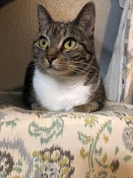 Pictures, videos, articles and questions featuring and about cats. Hey Reddit This Is My Sweet Kitty Ginger She Isn T Feeling Well And Has Been Vomiting And As Of Last Night Has The Loosepoops I M Taking Her To The Vet In About
