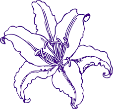 Purple Lilly Clip Art At Clker Com Vector Clip Art Online Royalty Flower Drawing Flower Sketches Drawings