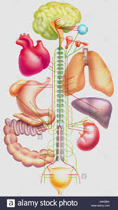 Sistema nervioso autónomo Fotografía de stock - Alamy