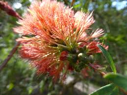 Image result for Melaleuca hypericifolia