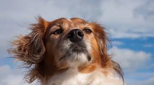 Beagle puppies available for sale in minnesota from top breeders and individuals. Beagle Golden Retriever Mix Beago Breed Information