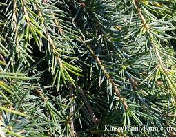 Download this free picture about cedar tree colorado national from pixabay's vast library of public domain images and videos. Cedar Trees For Sale Georgia Garden Center Kinsey Family Farm