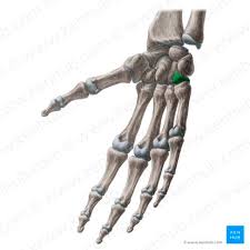 Image result for Hamate Bone