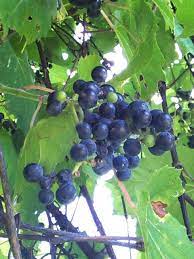 It is pest and disease resistant, needing little more than a tree or trellis to climb. Herding Wild Grape Vines Sharon Boddy