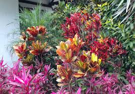 Image result for Codiaeum