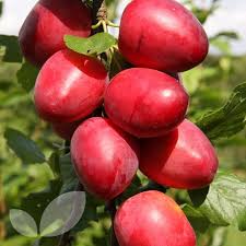 I currently have a columnar apple tree(approx 15 years old) on the property and want to buy a second for pollination the second tree died many years skip to main content. Mirabelle Ruby Fruit Trees For Sale Buy Online