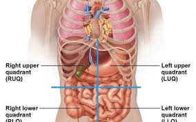 Explore resources and articles related to the human body's shape and form, including organs, skeleton,. Human Anatomy Abdomen Female