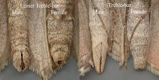 Image result for Aplocera efformata