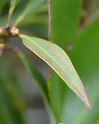 Image result for Agarista salicifolia