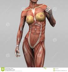 The vertebral column of the lower back includes the five lumbar vertebrae, the sacrum, and the coccyx. Prica Geologija Stolp Human Body Female Firstfilmbc Org