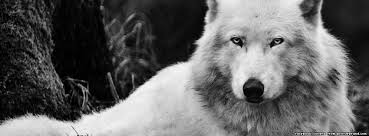Beautiful Black And White Wolf Pictures Black And White Wolf Facebook Cover In 2020 White Wolf Black And White Beautiful Wolves