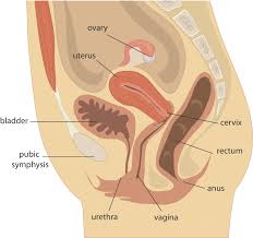 However, chinese people traditionally tend to use hymen intactness as a standard to judge whether an unmarried woman is chaste. Art Skills Techniques And Present Status Section 4 Textbook Of Clinical Embryology