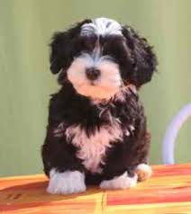 Havanese Puppy Flower De La Tour De Senlis Kennel Coeur De Masai Chiots Havanais Adopter Un Chiot Chien Mignon