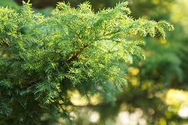 The cedar tree is native to the himalayas and countries around the mediterranean, but it can be true cedar trees have no varieties native to the u.s., but people plant them for ornamental purposes. Eastern Red Cedar Trees In The Chicago Area Hendricksen Tree Care
