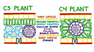 Cellulose is laid down by enzymes to form the primary cell wall. Photosynthesis 6 C3 C4 And Cam Plants Photosynthesis Plants Biology Plants