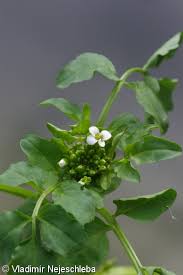 Image result for Nasturtium microphyllum