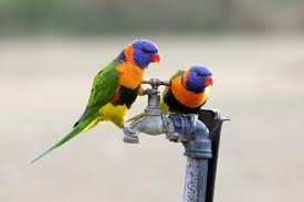 Find & download free graphic resources for rainbow lorikeet. Red Collared Lorikeet Wikipedia